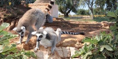 Zoo di Fasano: un parco safari faunistico unico in Italia!